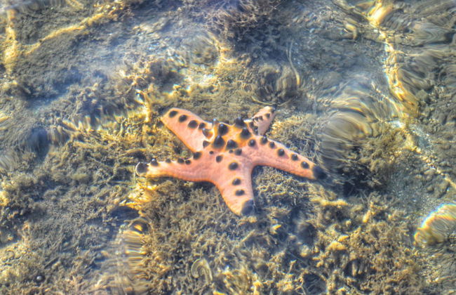 Excursion privée à Pink Beach - Photo 5