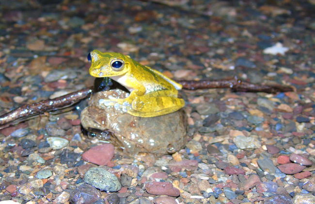 Senderismo nocturno por la finca Río Agujitas - Foto 2