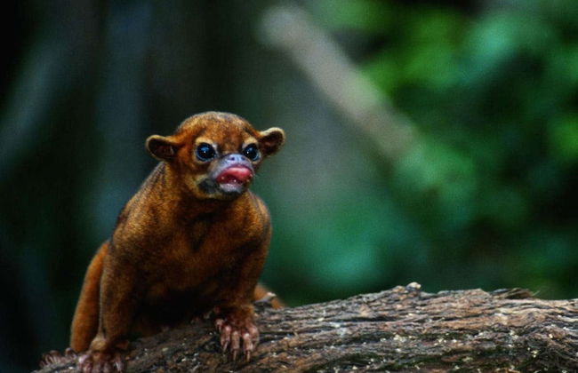 Night Walk in Agujitas River Eco Farm - Foto 3