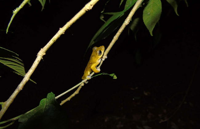 Senderismo nocturno por la finca Río Agujitas - Foto 4