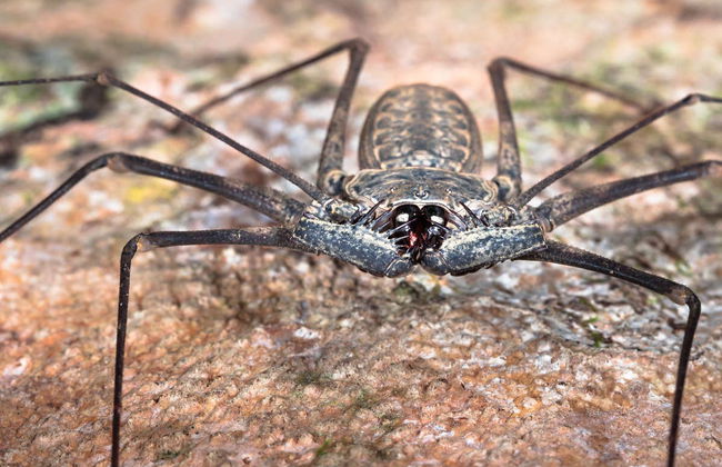 Night Walk in Agujitas River Eco Farm - Foto 6