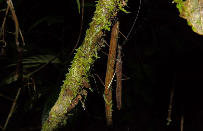 Senderismo nocturno por la finca Río Agujitas - Foto 3