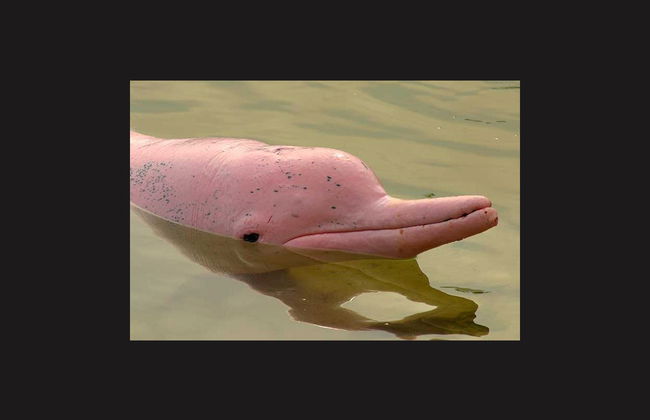 Tour dell'isola di Lantau - Foto 2