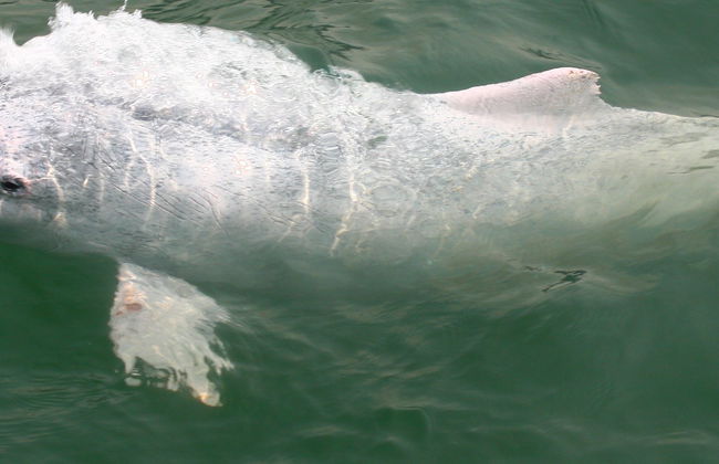 Avistamiento de delfines en Hong Kong - Foto 8