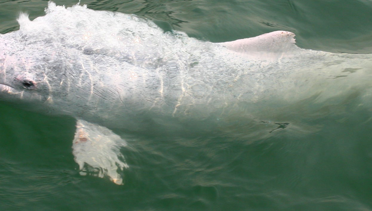 Avistamento de golfinhos em Hong Kong