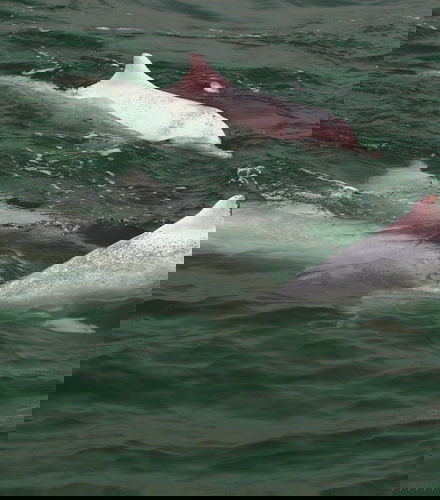 Foto de Avistamiento de delfines en Hong Kong