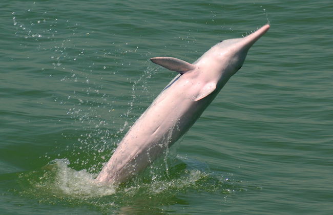Avistamiento de delfines en Hong Kong - Foto 2