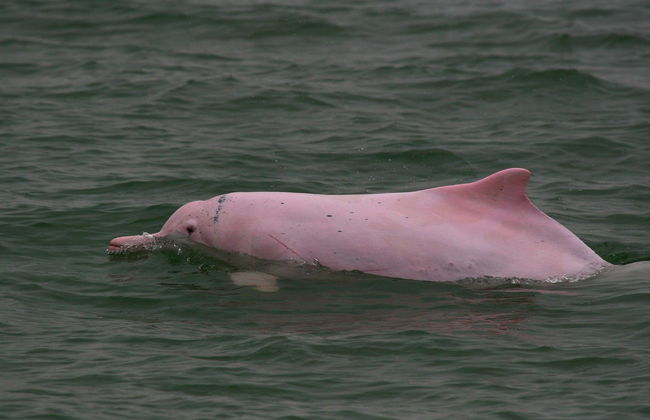 Avistamiento de delfines en Hong Kong - Foto 3