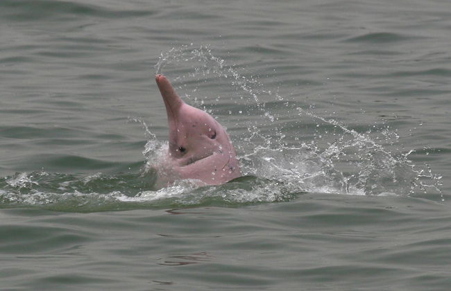 Avistamiento de delfines en Hong Kong - Foto 5