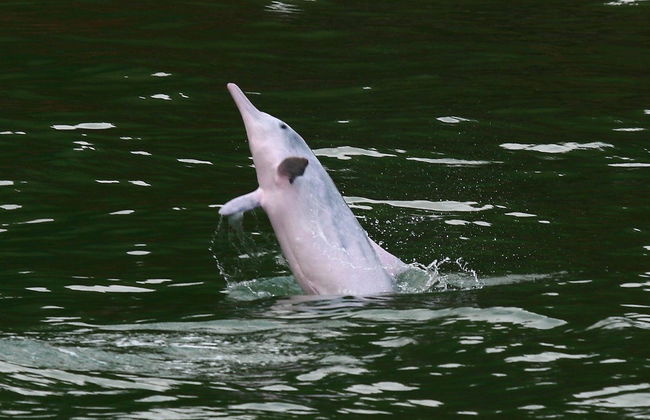 Avistamiento de delfines en Hong Kong - Foto 6