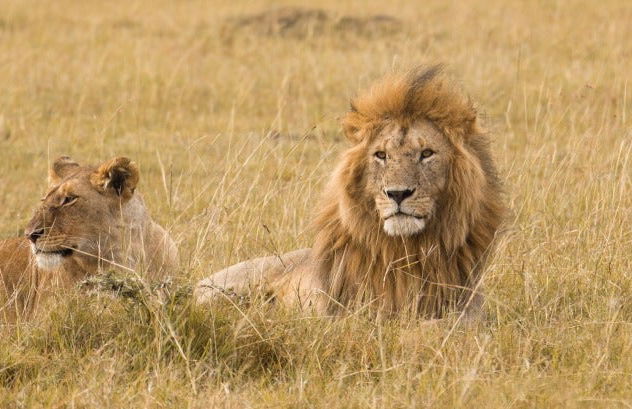 7-Day Safari to National Parks in Kenya - Photo 6