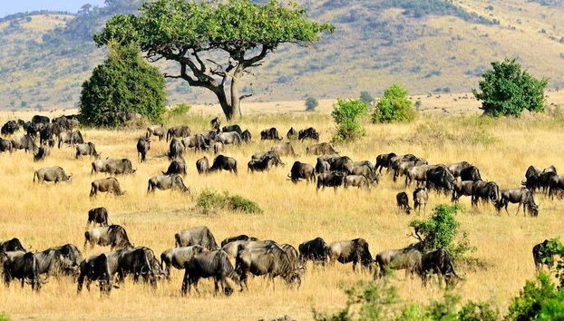 7-Day Safari to National Parks in Kenya - Photo 5