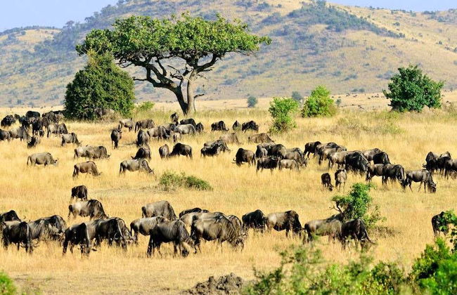7-Day Safari to National Parks in Kenya - Photo 5