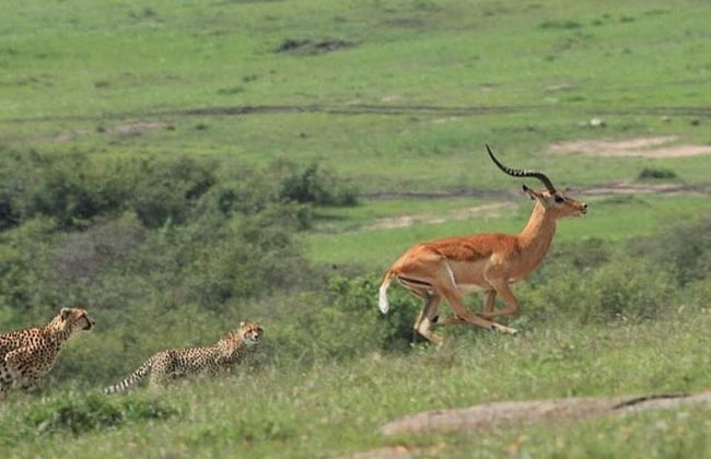 7-Day Safari to National Parks in Kenya - Photo 3