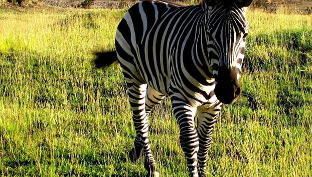 Tour pelo vale do rio Negro + Ecoparque Bubalcó - Foto 5