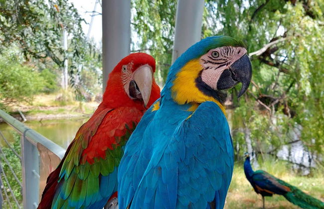 Tour por el valle del río Negro + Ecoparque Bubalcó - Foto 3