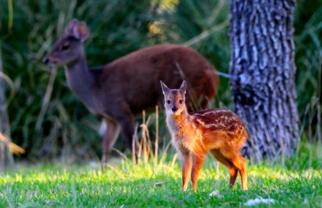 Tour della valle del Río Negro + Ecoparque Bubalcó - Foto 7