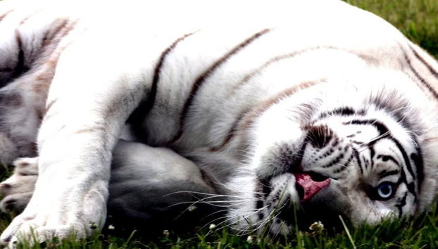 Tour pelo vale do rio Negro + Ecoparque Bubalcó - Foto 4