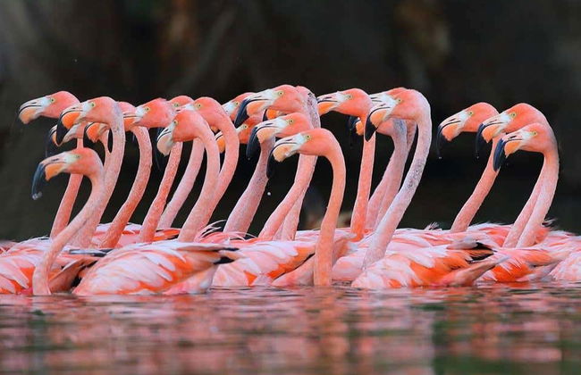 Tour por el valle del río Negro + Ecoparque Bubalcó - Foto 1