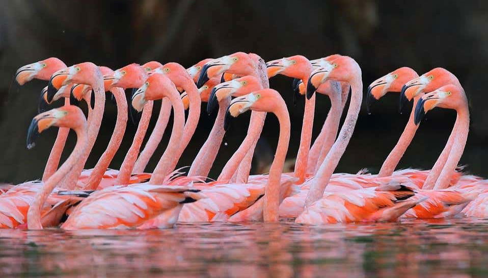 Tour por el valle del río Negro + Ecoparque Bubalcó - Foto 1