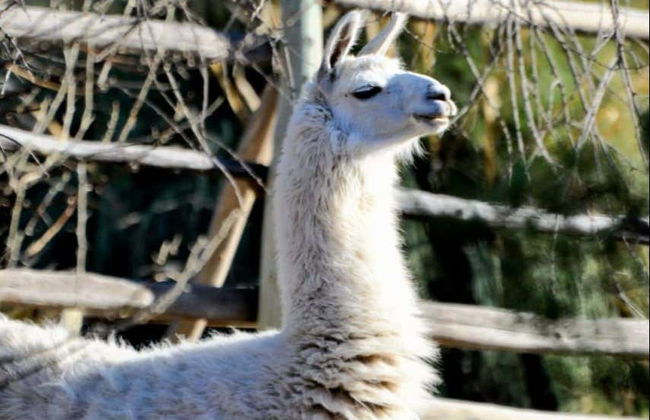Tour por el valle del río Negro + Ecoparque Bubalcó - Foto 7