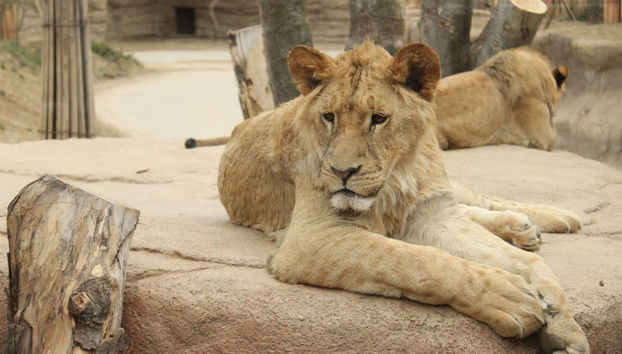 Excursión a Everland - Foto 3