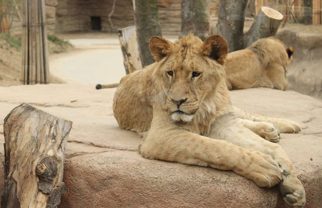 Excursión a Everland - Foto 3