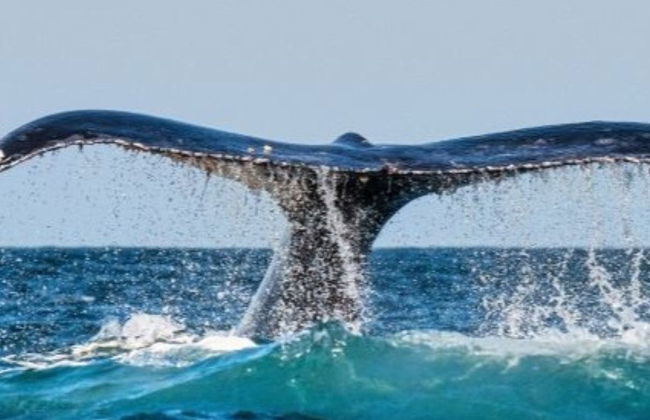 Chañaral de Aceituno Whale Watching - Photo 3