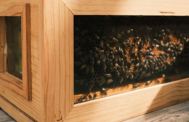 Visita a una granja de abejas con degustación de miel - Foto 3
