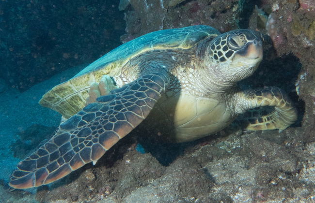 Maui Scuba Diving Introduction - Photo 6