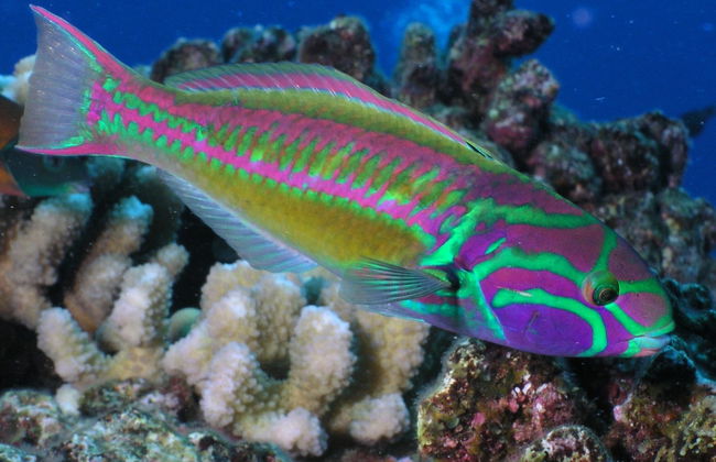 Maui Scuba Diving Introduction - Photo 4