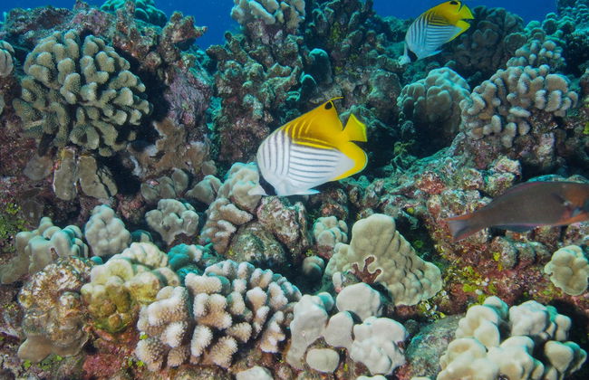 Maui Scuba Diving Introduction - Photo 7