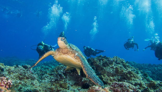 Disfrutando de una inmersión en Lahaina