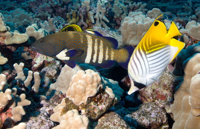 Maui Scuba Diving Introduction - Photo 2