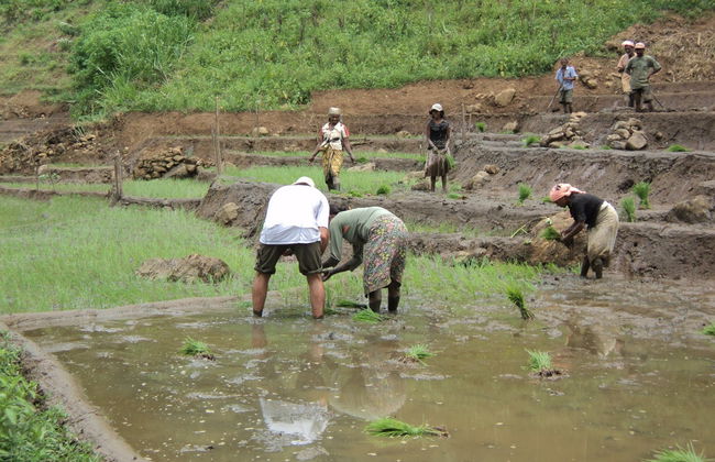 Senderismo hasta una plantación de té de Haputale - Foto 2