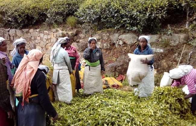 Senderismo hasta una plantación de té de Haputale - Foto 3