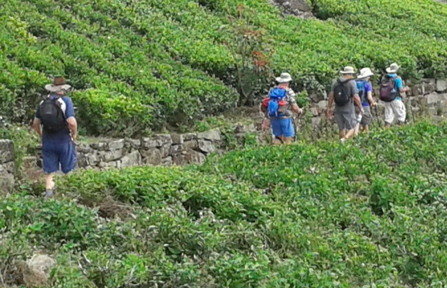 Senderismo hasta una plantación de té de Haputale - Foto 8