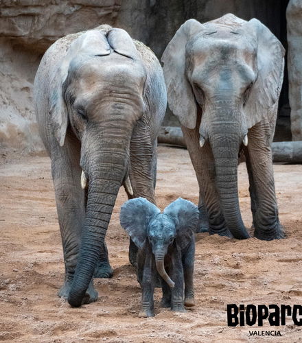 Bioparc Valencia