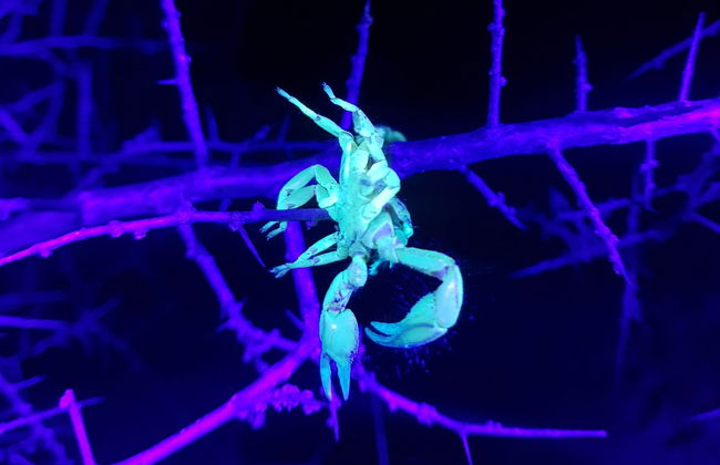 Senderismo nocturno por Oudtshoorn + Avistamiento de escorpiones - Foto 5