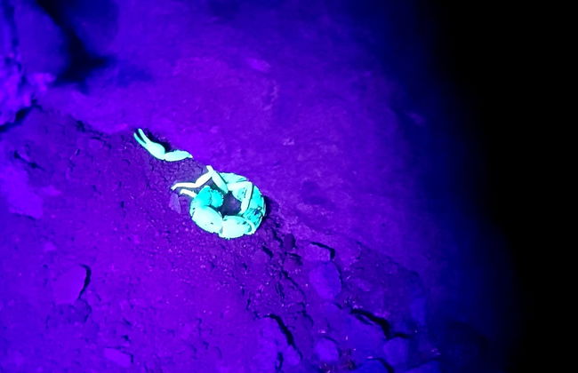 Senderismo nocturno por Oudtshoorn + Avistamiento de escorpiones - Foto 6