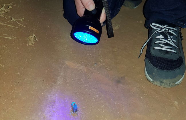 Senderismo nocturno por Oudtshoorn + Avistamiento de escorpiones - Foto 2