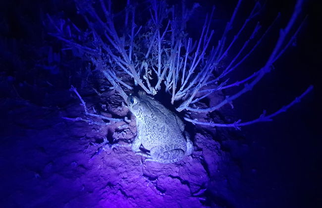 Senderismo nocturno por Oudtshoorn + Avistamiento de escorpiones - Foto 4
