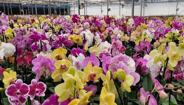 Tour das orquídeas por Holambra - Foto 2