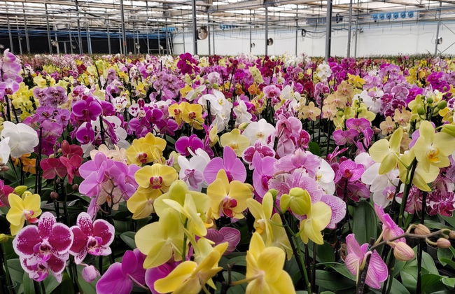 Tour das orquídeas por Holambra - Foto 2
