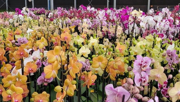 Tour das orquídeas por Holambra - Foto 4