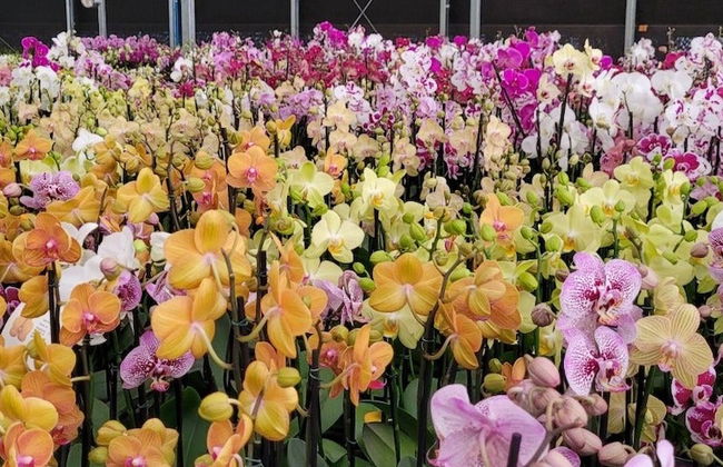Tour das orquídeas por Holambra - Foto 4