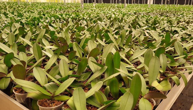 Tour das orquídeas por Holambra - Foto 3