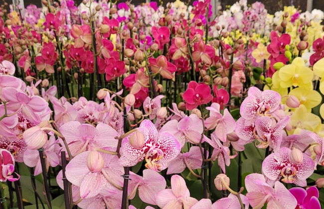 Tour das orquídeas por Holambra - Foto 1