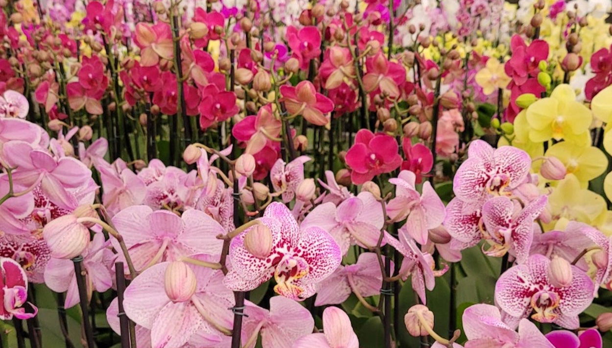 Tour das orquídeas por Holambra - Foto 1