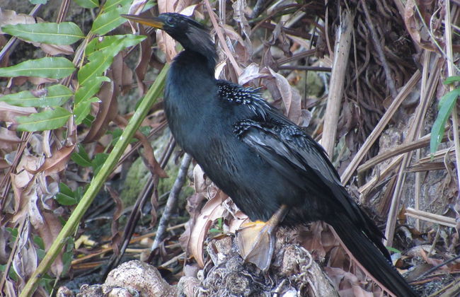 Avistamiento de aves en la reserva de Sian Ka'an - Foto 5